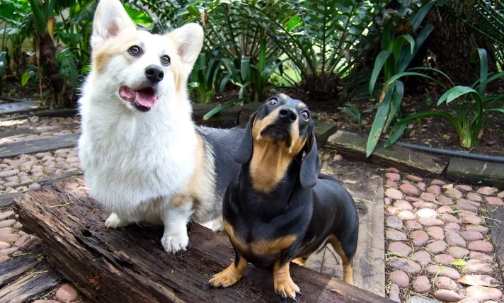 狗狗吃骨頭怎麼辦