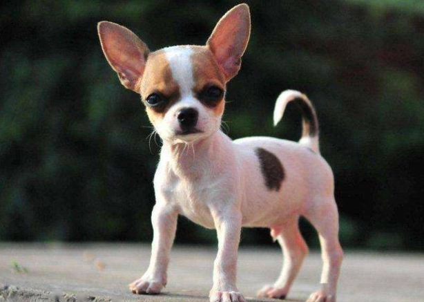 狗狗胃脹氣症狀全解析：識別、急救與預防指南