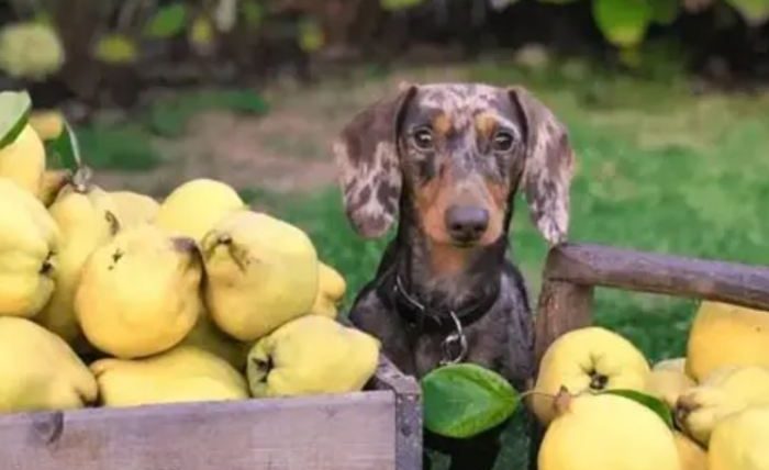 狗可以吃雪梨吗