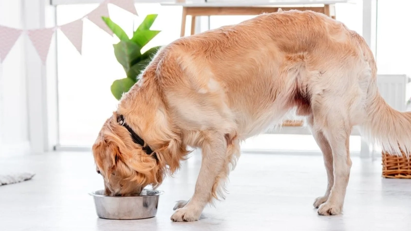 狗狗拉水便怎麼辦？獸醫級緊急處理與預防全指南