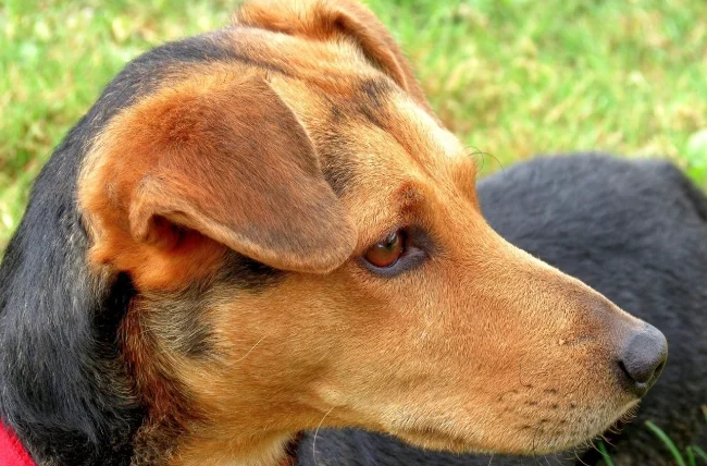 狗狗突然脾氣暴躁