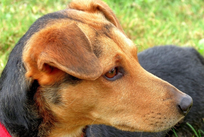 狗狗突然脾氣暴躁怎麼辦？10大原因與專家解決方案全解析