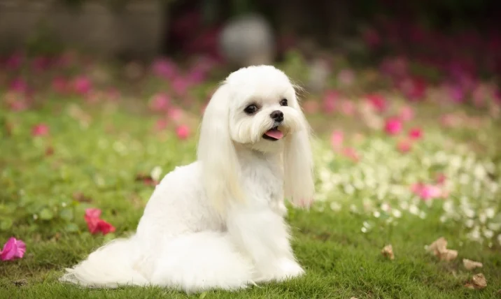 馬爾濟斯多久洗一次澡