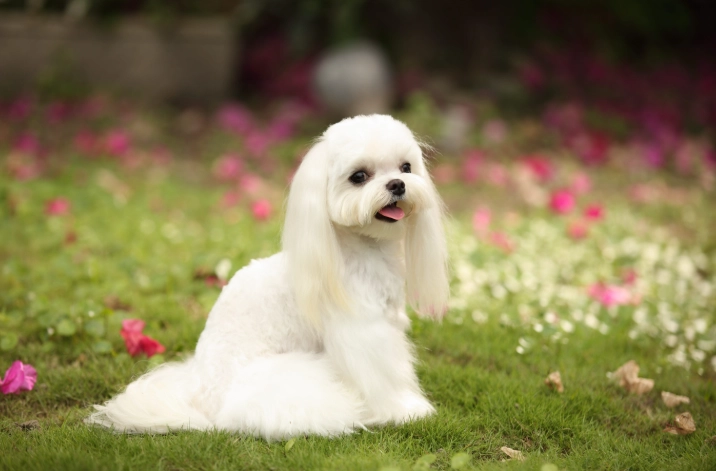 馬爾濟斯洗澡頻率指南：多久洗一次才健康？專業建議大公開