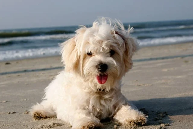 馬爾濟斯好養嗎