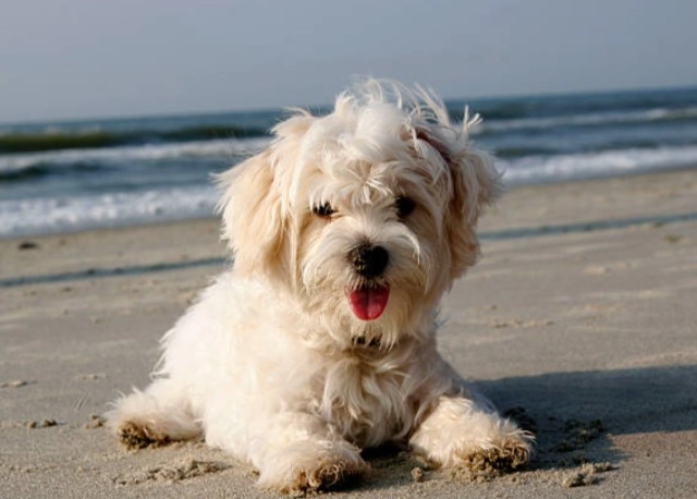 馬爾濟斯好養嗎？完整優缺點分析與飼養指南