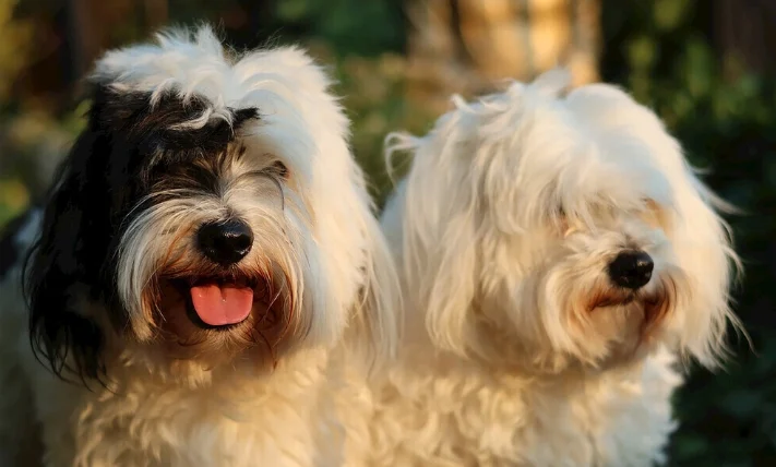 狗狗大便有血黏液