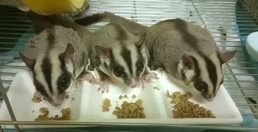 蜜袋鼯吃什麼蟲