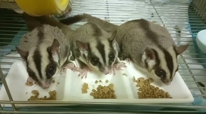 蜜袋鼯吃什麼蟲？完整指南與適合昆蟲推薦