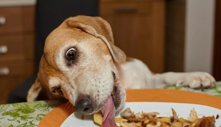 狗狗可以吃咖哩嗎？獸醫揭密潛在風險與安全飲食指南
