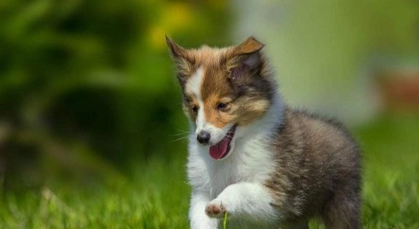 狗狗牙齦發炎怎麼辦