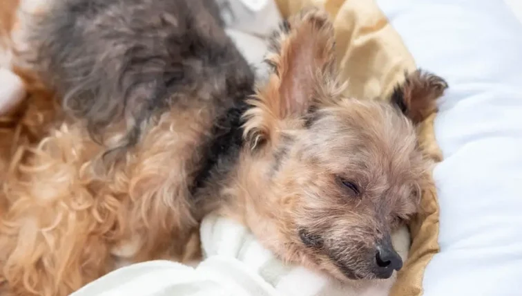 狗狗腎衰竭嘔吐