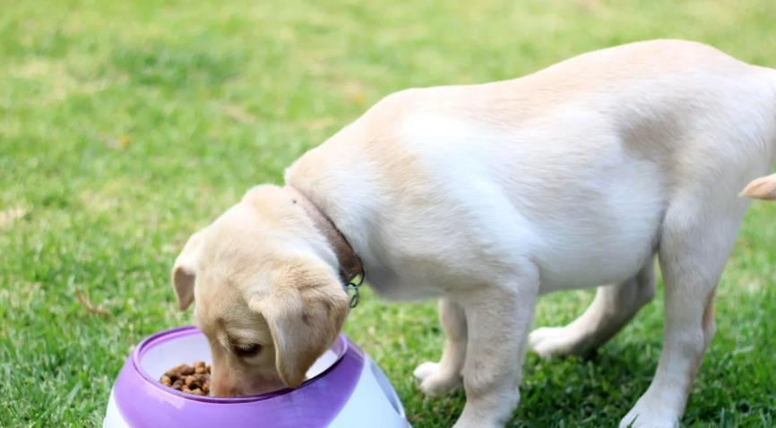 狗狗刷牙工具全攻略：選購技巧、使用步驟與常見問題解答