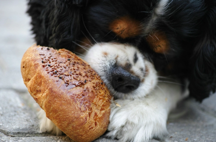 狗可以吃全麥麵包嗎？完整安全性分析與餵食指南