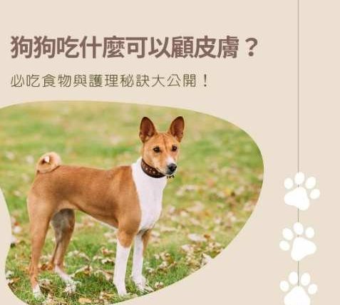 狗狗吃什麼對皮膚好