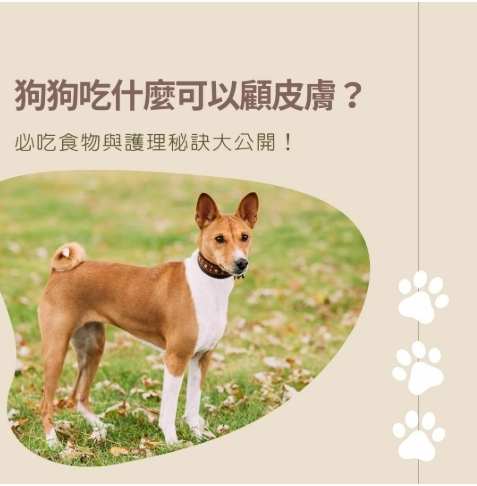 狗狗吃什麼對皮膚好？10種超級食物與完整飲食指南