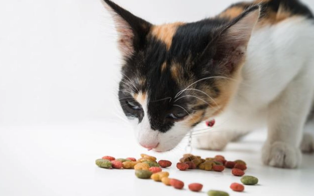 貓咪可以吃的中藥