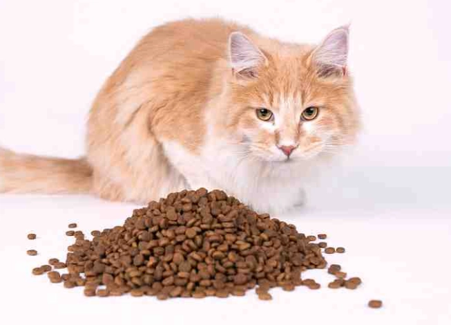 倍力飼料死亡事件全解析：寵物主人必讀的安全指南與預防措施