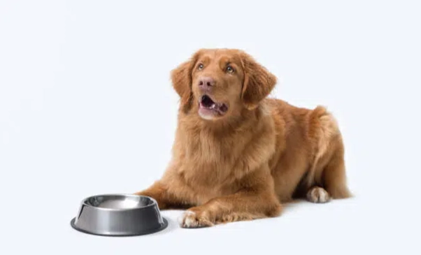 狗狗生病不吃飯怎麼辦