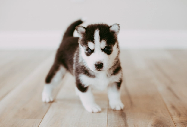 幼犬狗狗掉牙齒