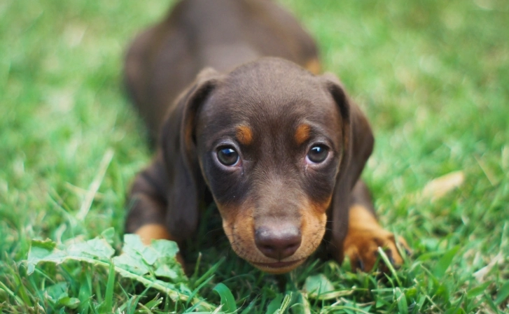 狗被蜜蜂叮的症狀全解析：急救處理與預防指南