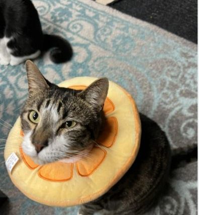 母貓結紮頭套要戴多久