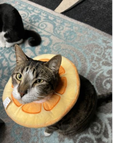 母貓結紮頭套要戴多久？獸醫建議時間與完整護理指南