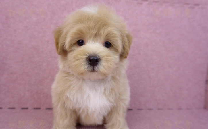 狗狗氣管保養全攻略：預防與護理關鍵技巧