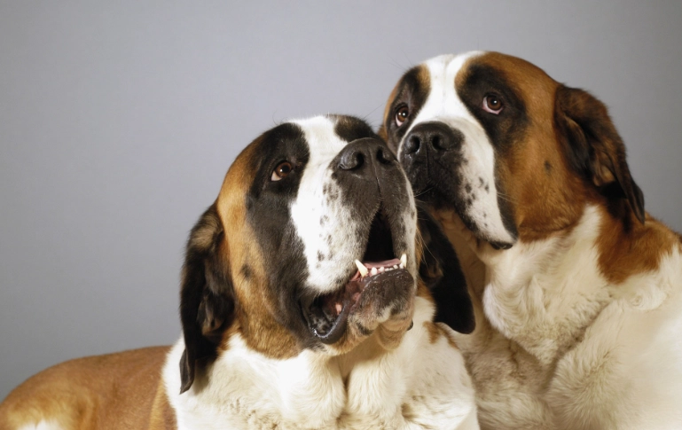 狗狗可以飲益力多嗎？獸醫揭秘益生菌飲料對毛孩的影響