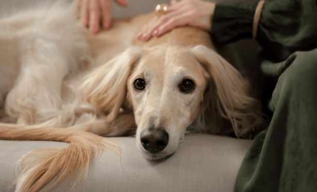 狗狗一直咳嗽像被卡住了