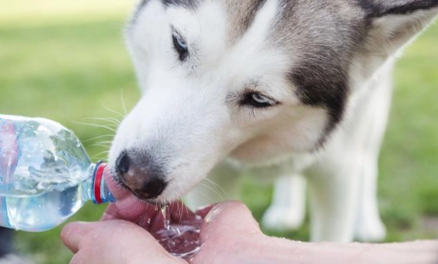 狗狗突然飲好多水