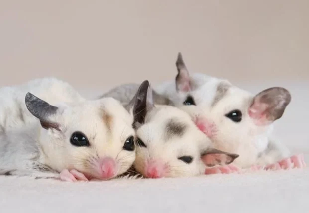 蜜袋鼯宝宝掉出来