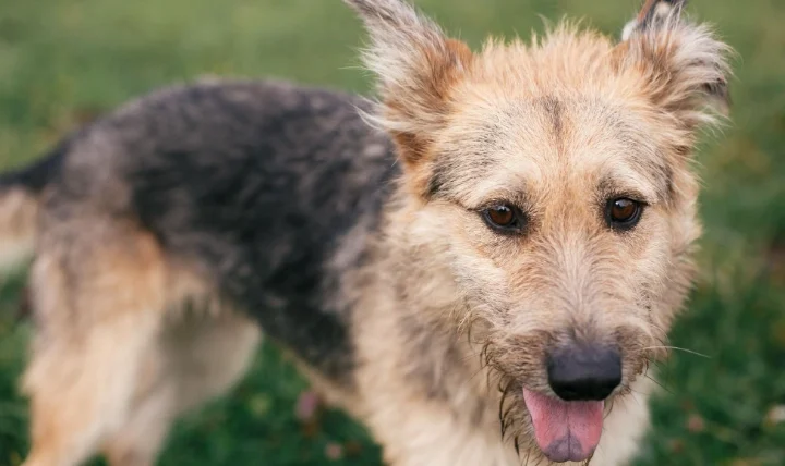 米克斯是土狗嗎