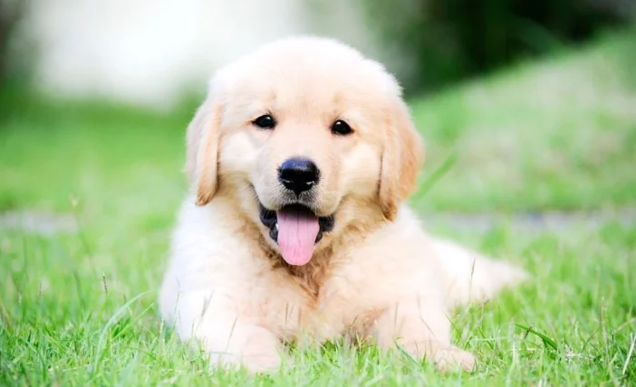 三個月幼犬照顧