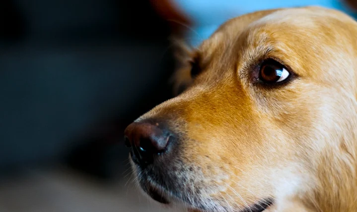 狗狗可以吃地瓜葉嗎