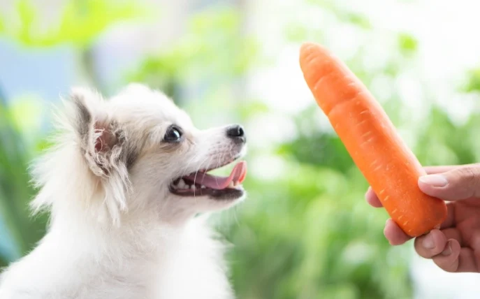 狗狗能吃紅蘿蔔嗎