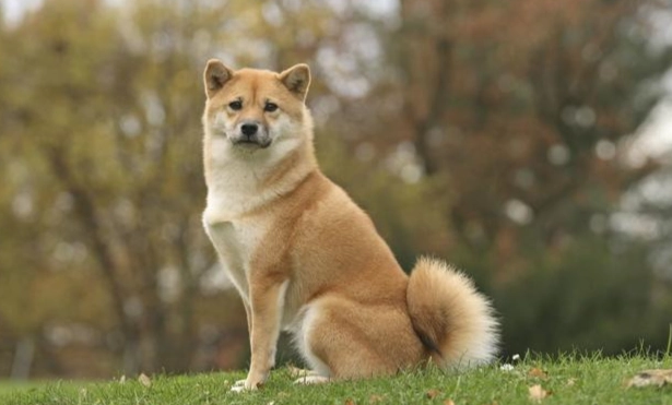 狗狗一直坐著不趴下