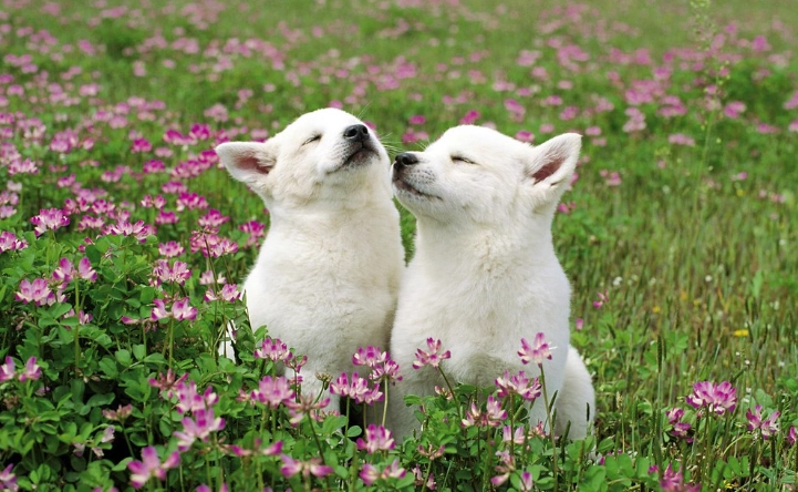 狗狗感冒會吐嗎？獸醫解析原因與應對指南