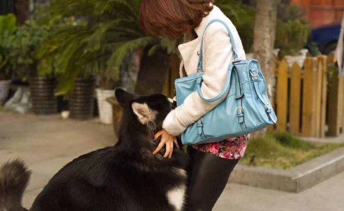 狗狗血尿要吃什麼