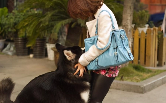 狗狗血尿要吃什麼？獸醫完整飲食指南與常見問題解答