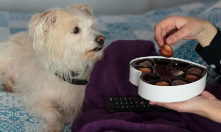 狗狗不小心吃到巧克力餅乾