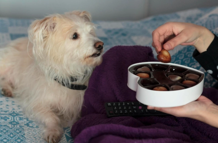 狗狗不小心吃到巧克力餅乾怎麼辦？緊急處理步驟與預防指南