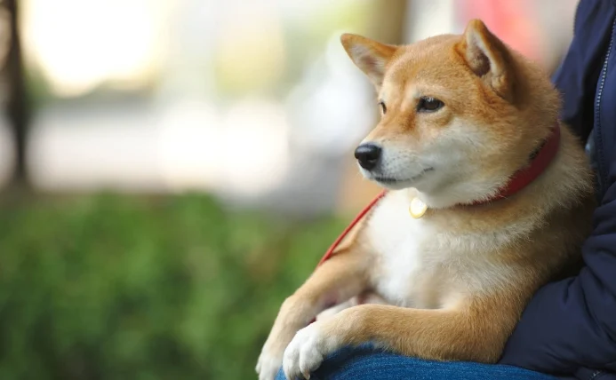 狗狗吐黃色黏稠