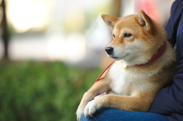 狗狗吐黃色黏稠物怎麼辦？原因、症狀與處理方法全解析