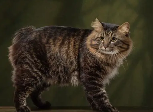 虎斑貓顏色全解析：從經典條紋到稀有色系