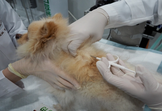 心絲蟲末期症狀