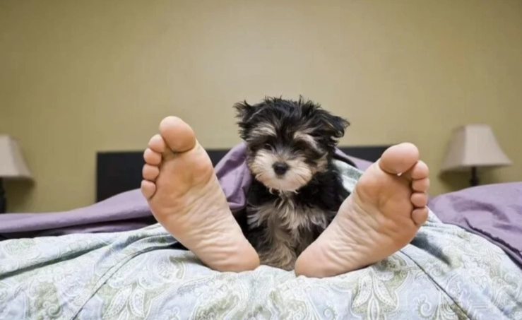 狗狗翻肚睡覺的意義與健康解析：寵物主人必讀指南