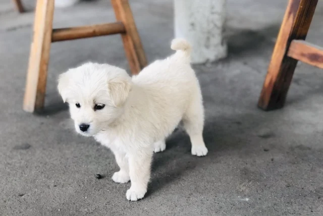 被狗咬破傷風多少錢