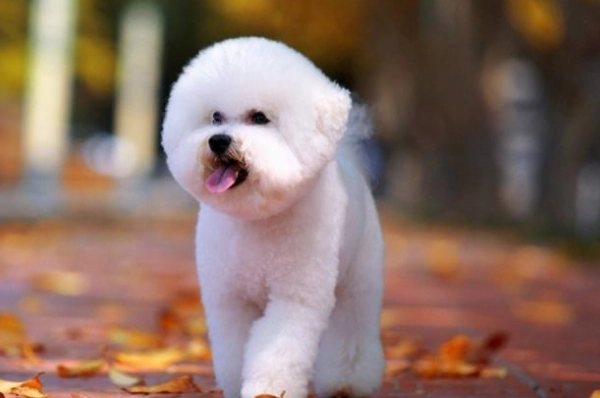 狗消化不良吃什麼