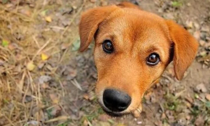 狗可以吃貝果嗎